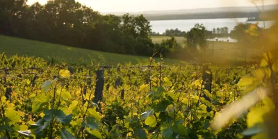 17 vinařství MARVIN