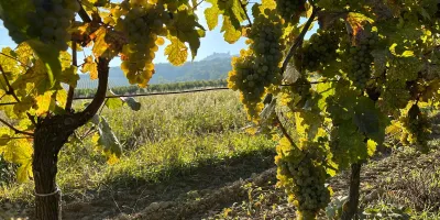 14 Vinný sklep u Ředinů